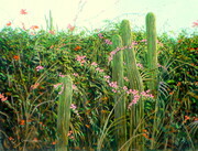 Cactus Hedge