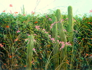 Cactus Hedge